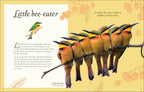 Anthology Birds