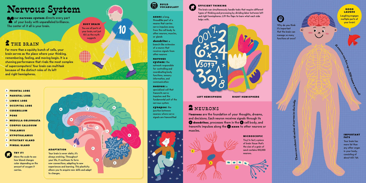 The Interactive Human Body
