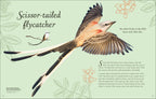Anthology Birds