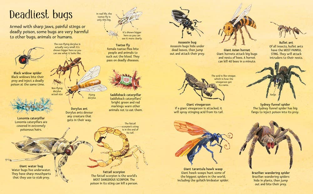 Big Book of Big Bugs : Usborne