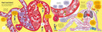 Big Book of The Body : Usborne