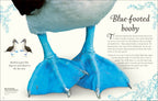 Anthology Birds