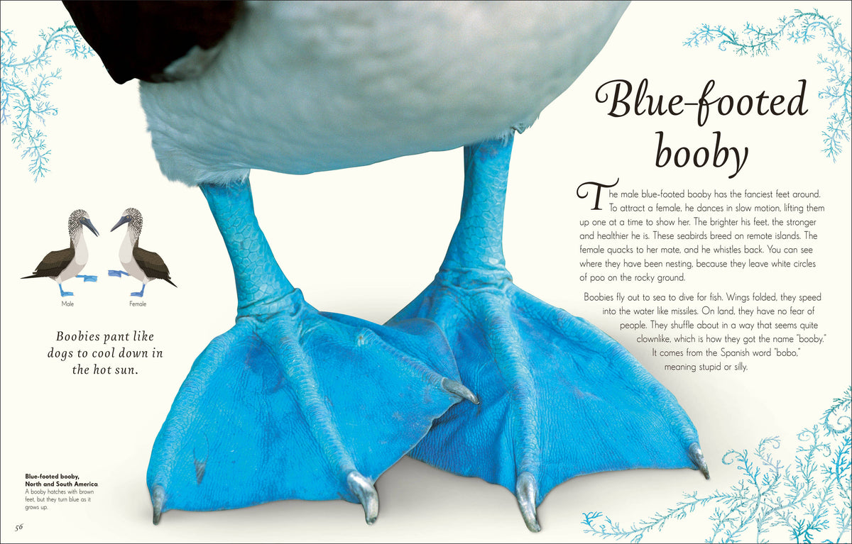 Anthology Birds