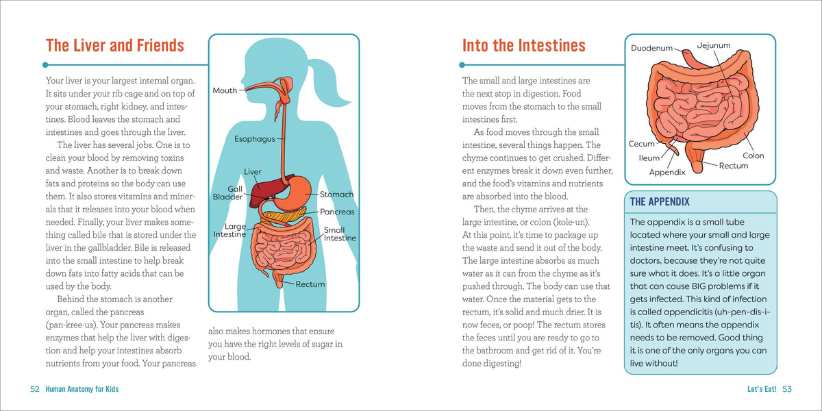 Human Anatomy for Kids
