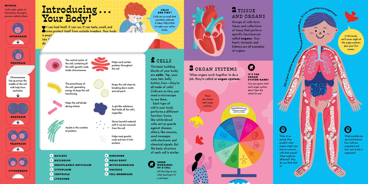 The Interactive Human Body
