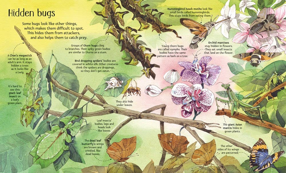 Big Book of Big Bugs : Usborne