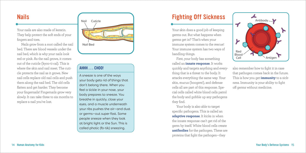 Human Anatomy for Kids